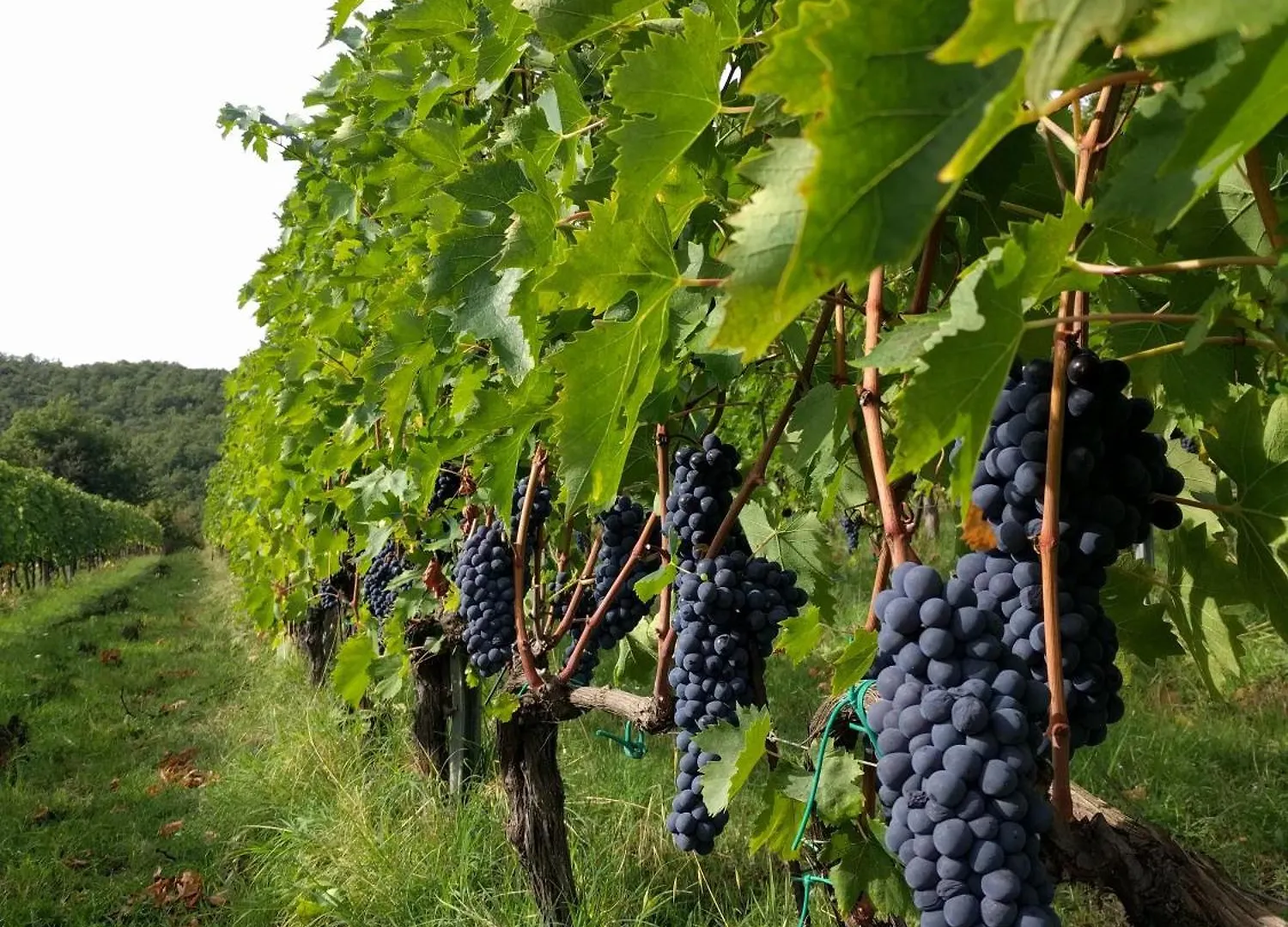 Çiftlik konaklama Wild Agriturismo Podere Della Bruciata Chiusi